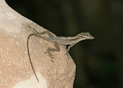 Anolis lucius
