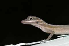 Anolis lucius