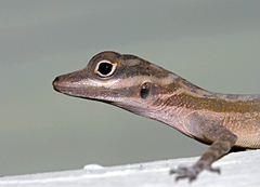 Anolis lucius