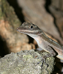 Anolis lucius