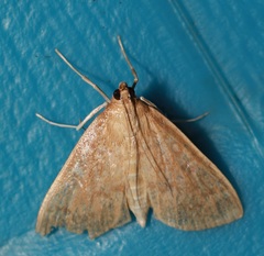 Framinghamia helvalis