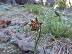 Fritillaria pinetorum