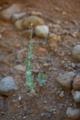 Streptanthus barbatus