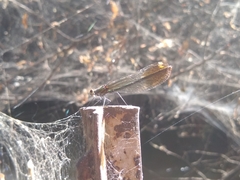 Calopteryx aequabilis