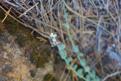 Streptanthus barbatus