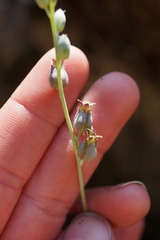 Streptanthus barbatus