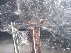 Calopteryx aequabilis