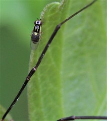Chlorops