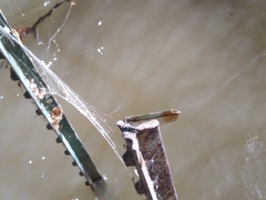 Calopteryx aequabilis