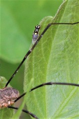 Chlorops