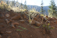 Streptanthus barbatus