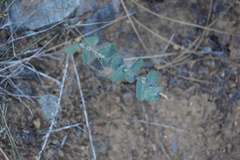 Streptanthus barbatus