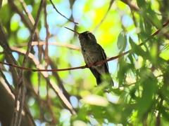 Cynanthus latirostris