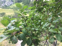 Rhamnus fallax