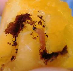 Grapholita funebrana