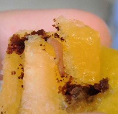 Grapholita funebrana