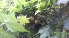 Platanaceae