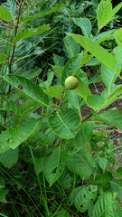 Cephalanthus occidentalis