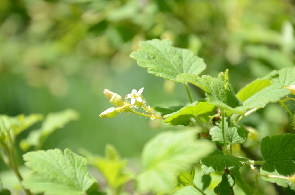 prickly gooseberry from Murphys Point Provincial Park, Beaver Pond