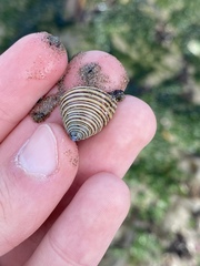 Calliostoma