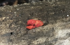 Crepidotus cinnabarinus