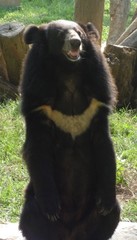 Ursus thibetanus