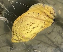 Lobotes surinamensis