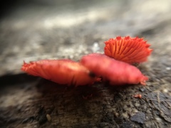 Crepidotus cinnabarinus