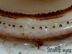 Placopecten magellanicus