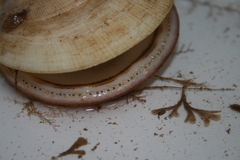 Placopecten magellanicus