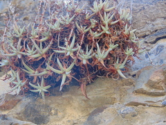 Dudleya albiflora