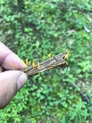 Clavulinopsis amoena