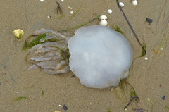Rhizostoma