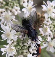 Ligeria angusticornis