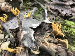 Clavulinopsis amoena