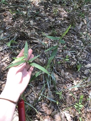 Dichanthelium commutatum