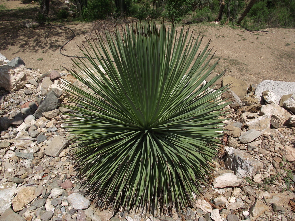 Agave stricta — an easy houseplant, prefers full sun light