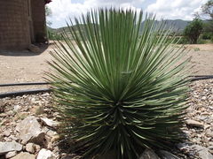 Agave stricta