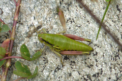 Epipodisma pedemontana