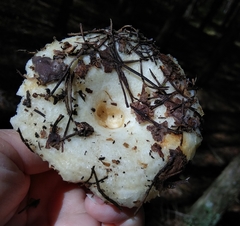 Lactarius aquizonatus