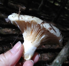 Lactarius aquizonatus