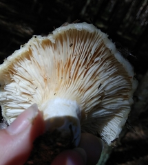 Lactarius aquizonatus