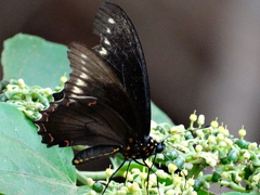 Battus polydamas polydamas