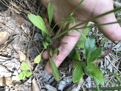 Erigeron strigosus strigosus