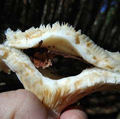 Lactarius aquizonatus