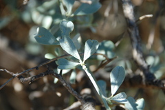 Psoralea flexuosa