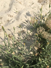 Tragopogon tanaiticus