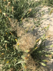 Tragopogon tanaiticus