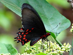Parides photinus