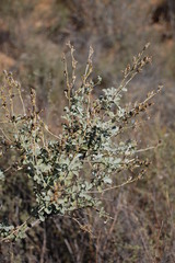 Psoralea flexuosa